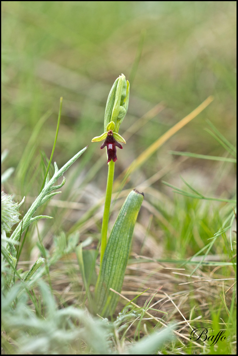 Ophrys insectifera